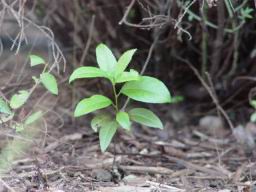 closeup of weed.JPG